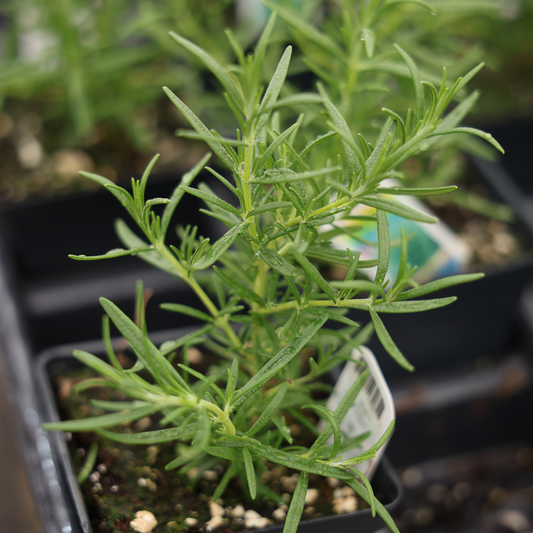 Rosemary (3.5")