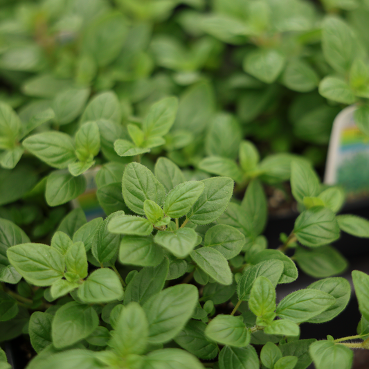 Marjoram (3.5")