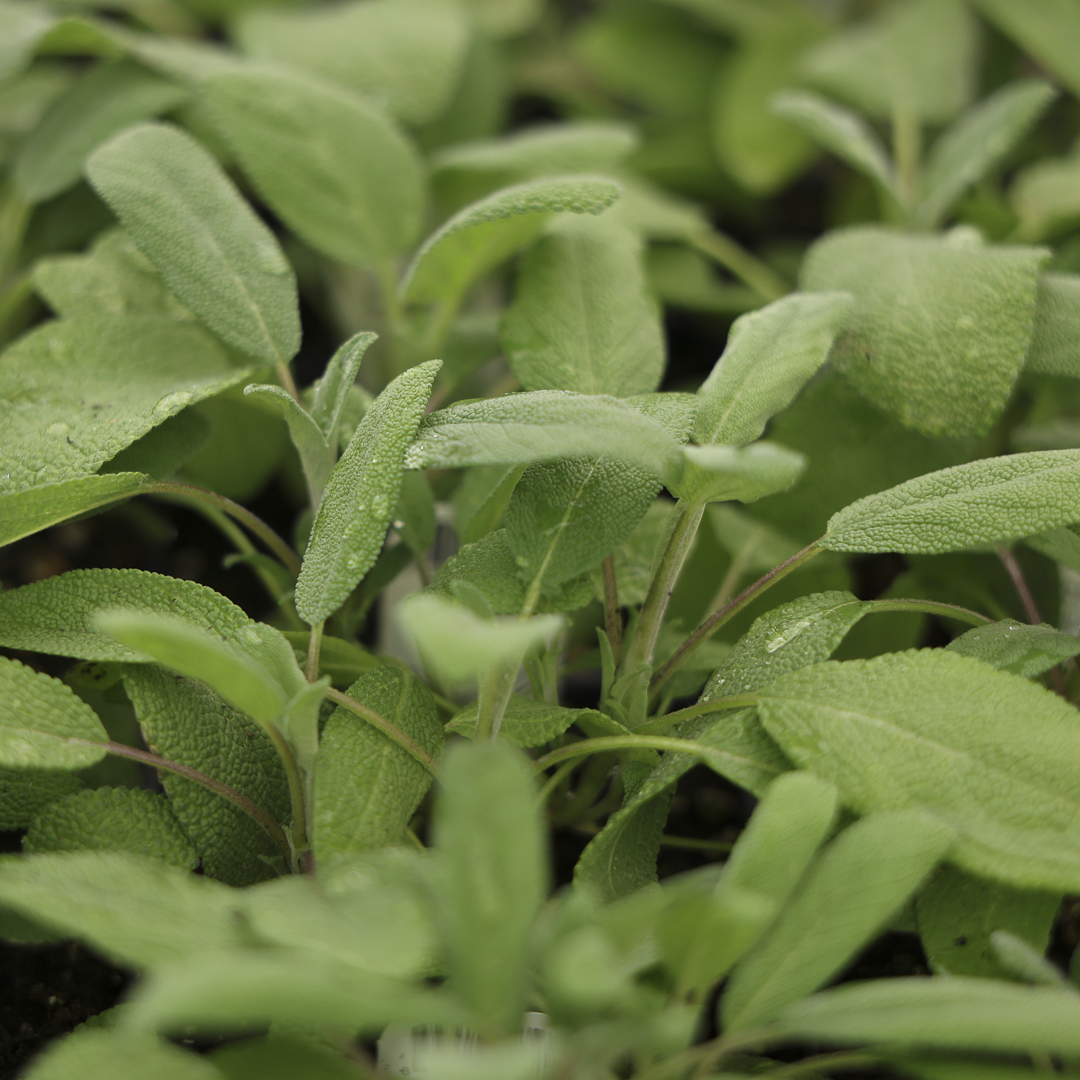 Common Sage (3.5")