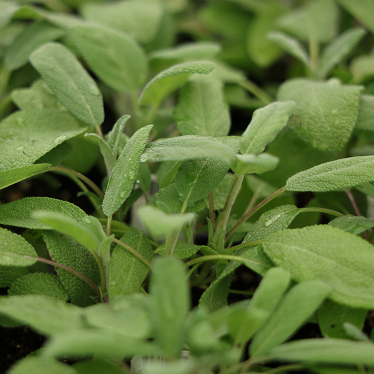 Common Sage (3.5")