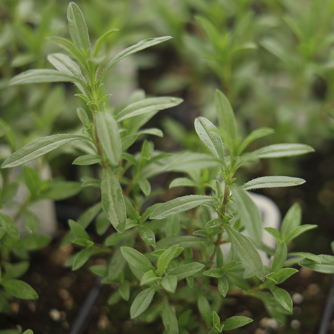 Winter Savory (4.5")