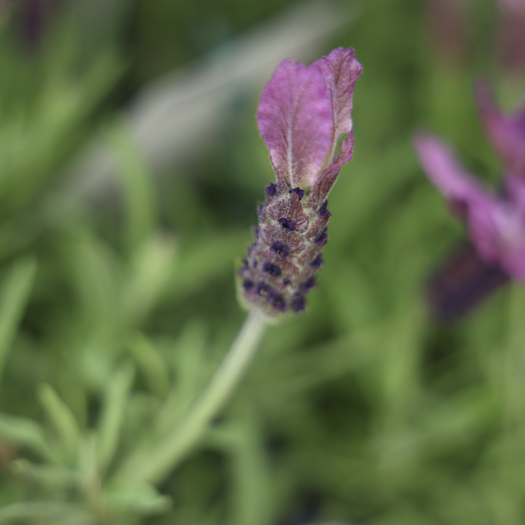 Spanish Lavender 'Primavera' (6")