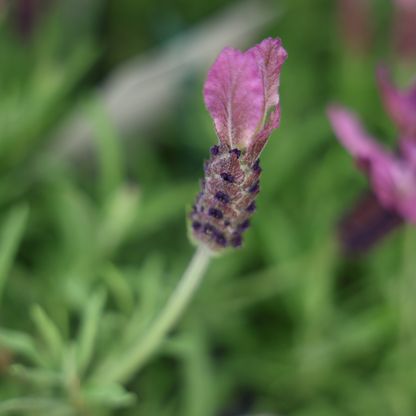 Spanish Lavender 'Primavera' (6")
