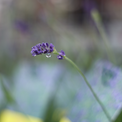 Lavender Munstead (6")