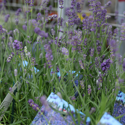 Lavender Munstead (6")