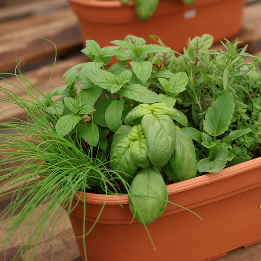 Mixed Herbs (17" x 9")