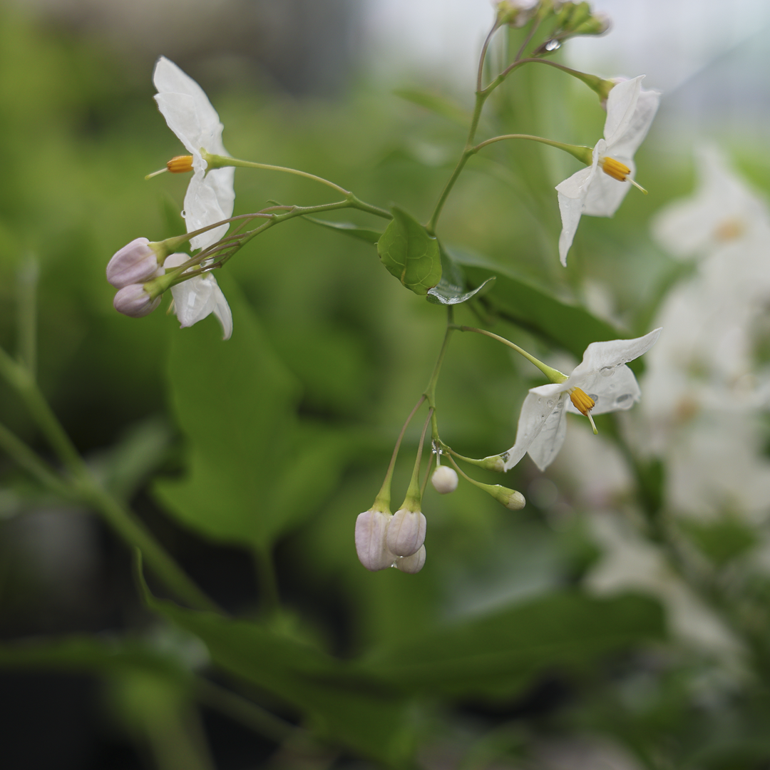 Étoile de Bethléem (4,5")
