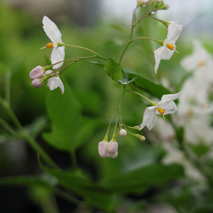 Étoile de Bethléem (4,5")
