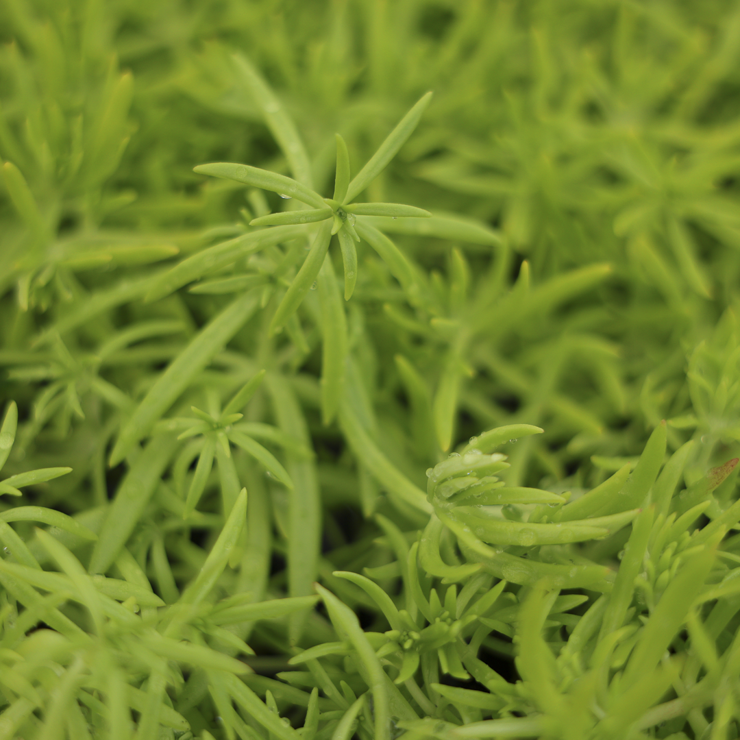 Sedum mexicanum (3.5")