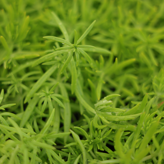 Sedum mexicanum (3.5")