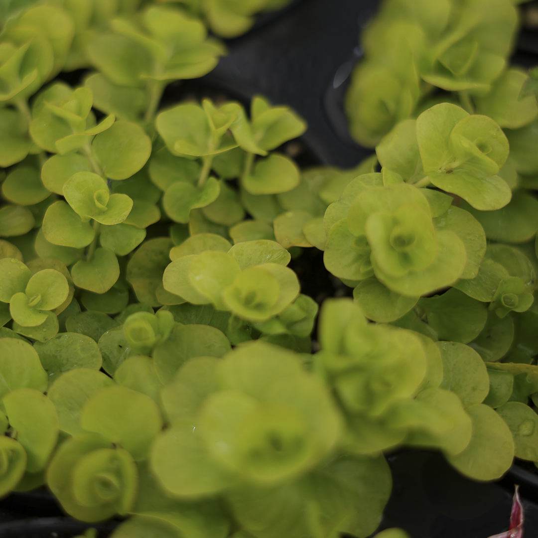 Lysimachia (3.5") 