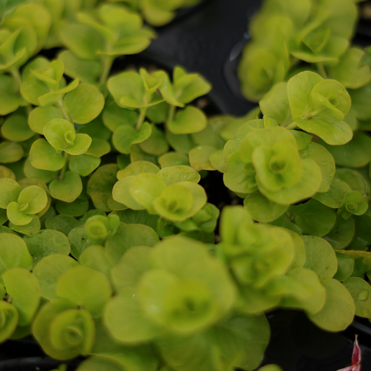 Lysimachia (3.5") 