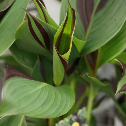 Canna Lily 'Cleopatra' (6")