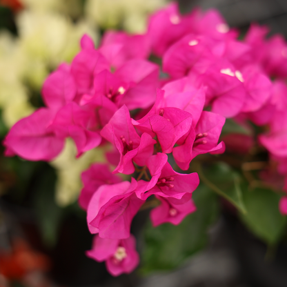 Bougainvillea (6")