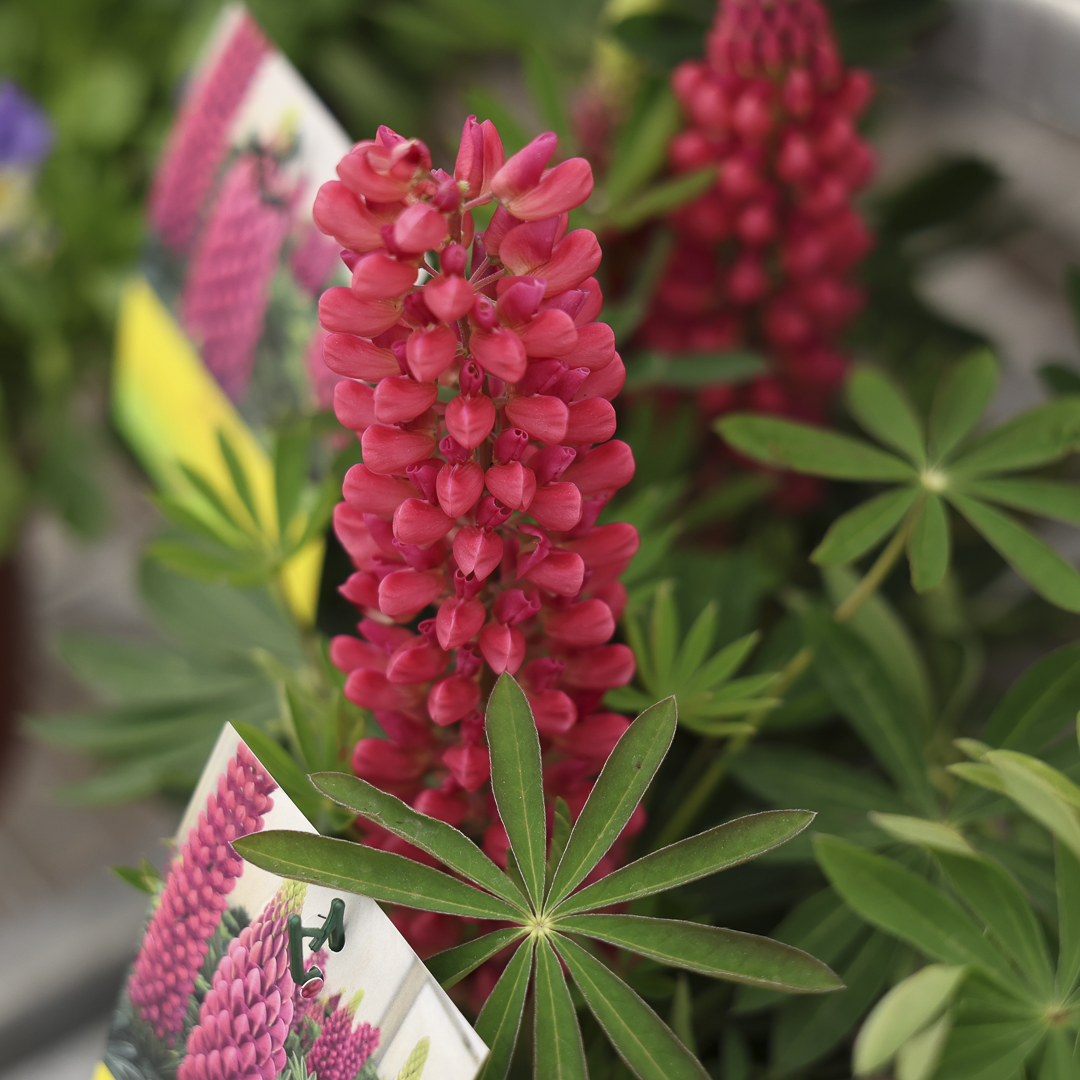 Lupinus Mini Gallery Red (6")
