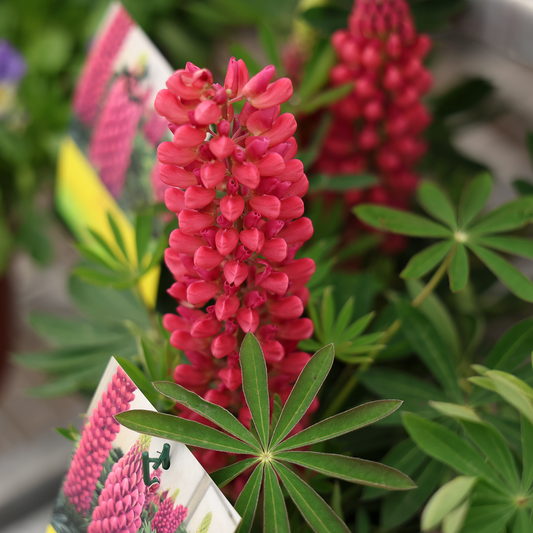 Lupinus Mini Gallery Red (6")