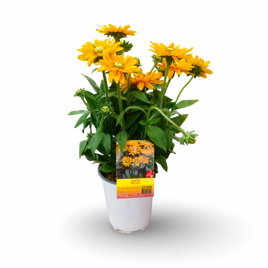 Rudbeckia Sunbeckia 'Emma' (8")