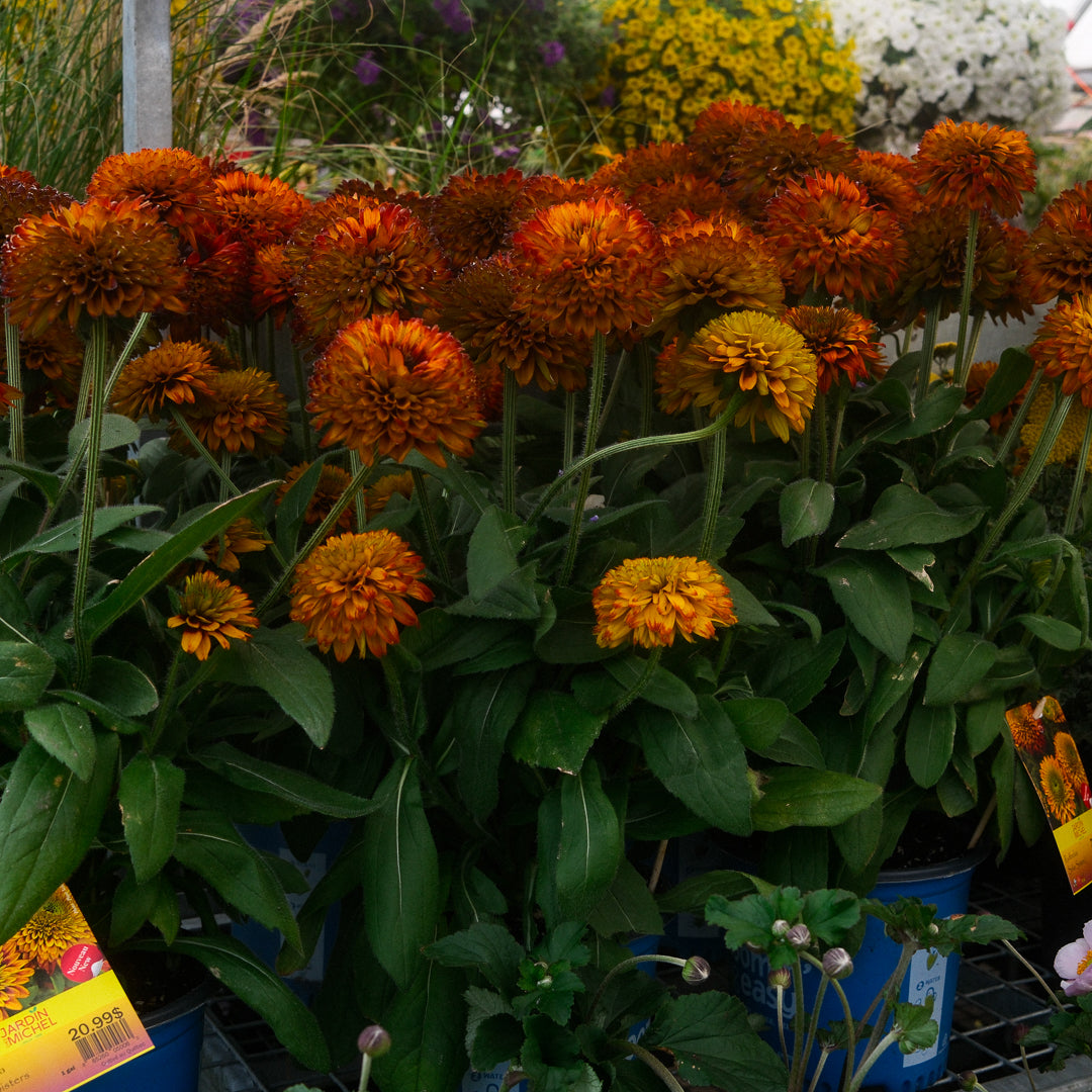 Rudbeckia 'Solar Sisters' (6")