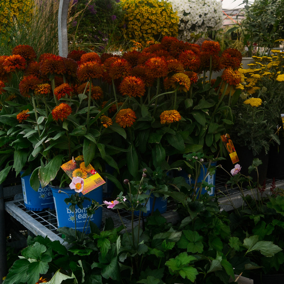 Rudbeckia 'Solar Sisters' (6")