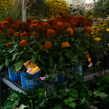 Rudbeckia 'Solar Sisters' (6")