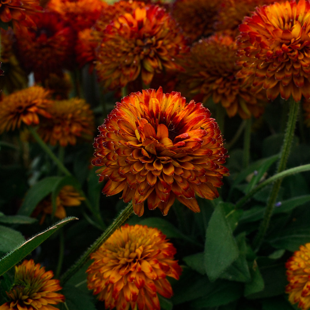 Rudbeckia 'Solar Sisters' (6")