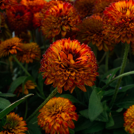 Rudbeckia 'Solar Sisters' (6")
