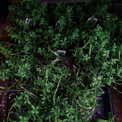 Winter Savory (4.5")