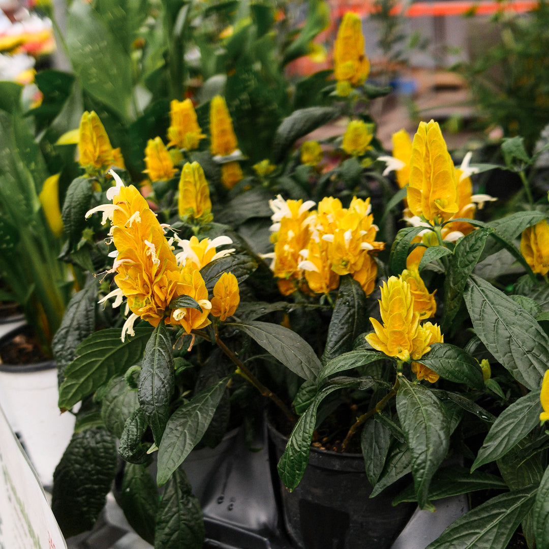 Plant de crevette (6")