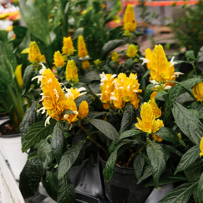 Plant de crevette (6")