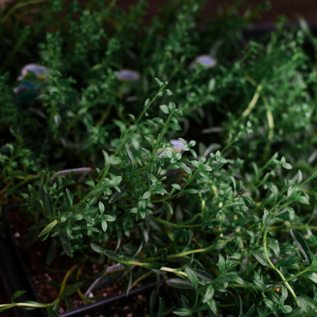 Winter Savory (4.5")
