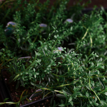 Winter Savory (4.5")