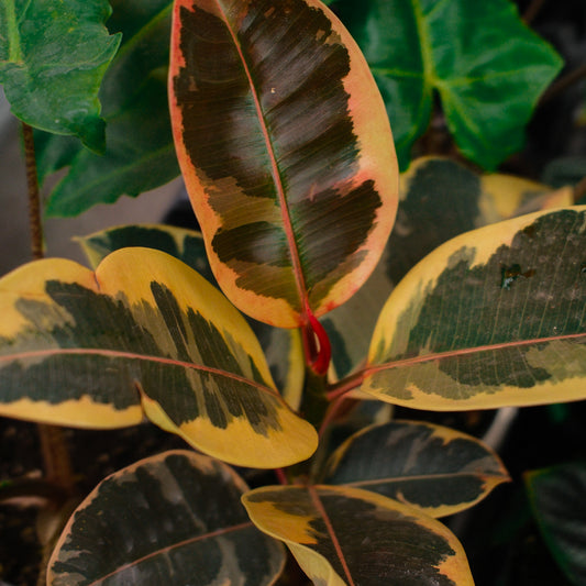 Ficus elastica ruby ​​(4") 