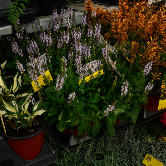 Perennial Salvia 'Bumblesky'