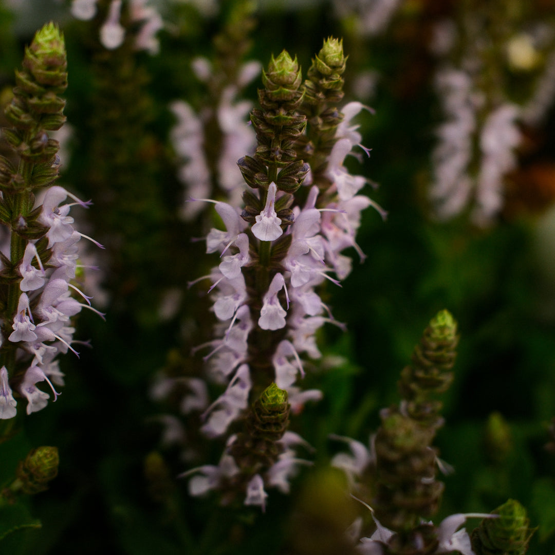 Perennial Salvia 'Bumblesky'