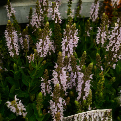 Perennial Salvia 'Bumblesky'