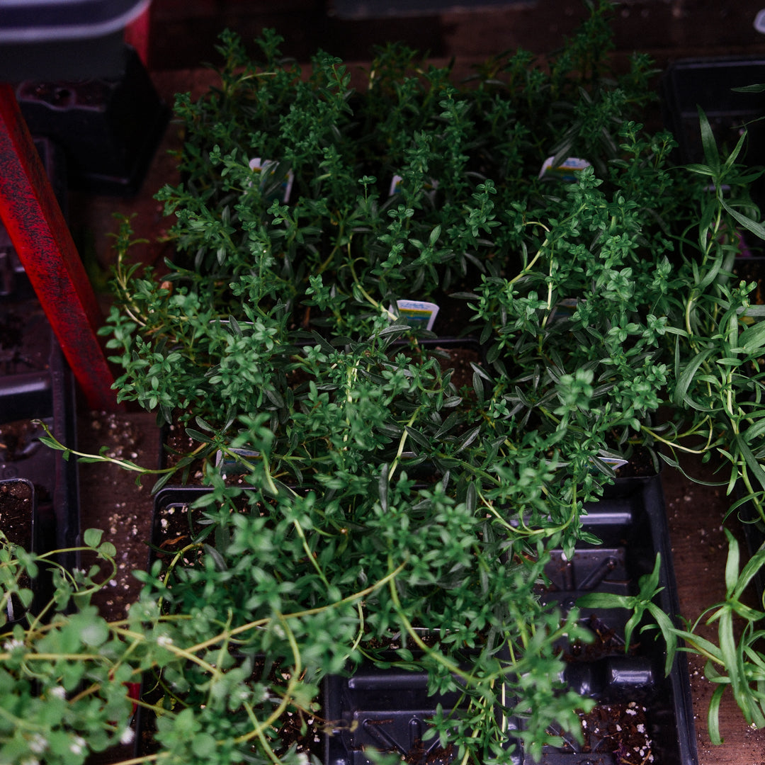 Winter Savory (4.5")