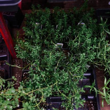 Winter Savory (4.5")