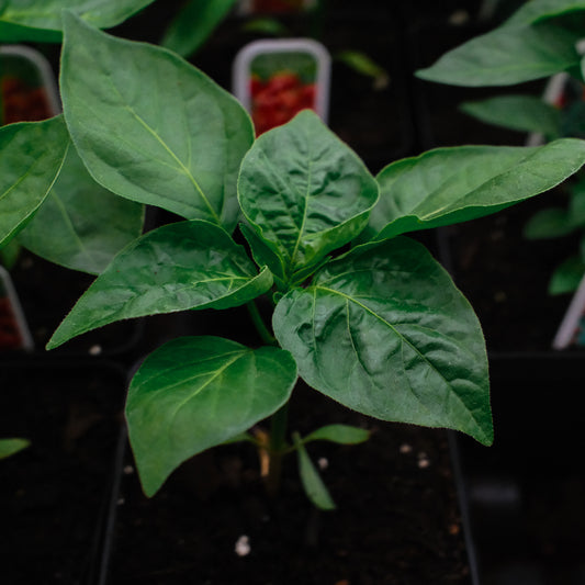 Piment habanero (4,5")