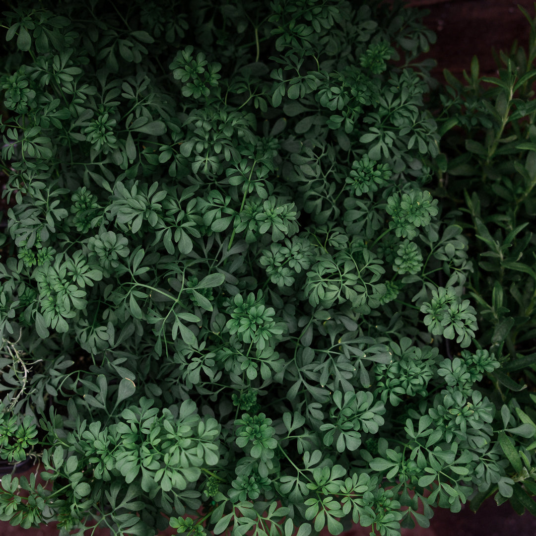 Common Rue (4.5")