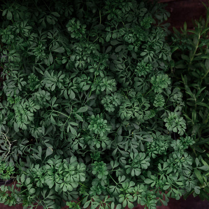 Common Rue (4.5")