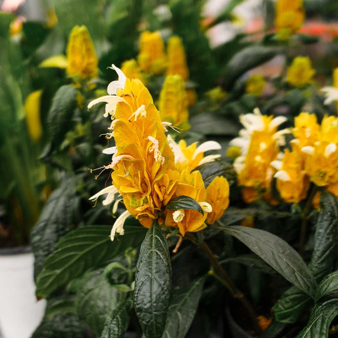 Plant de crevette (6")