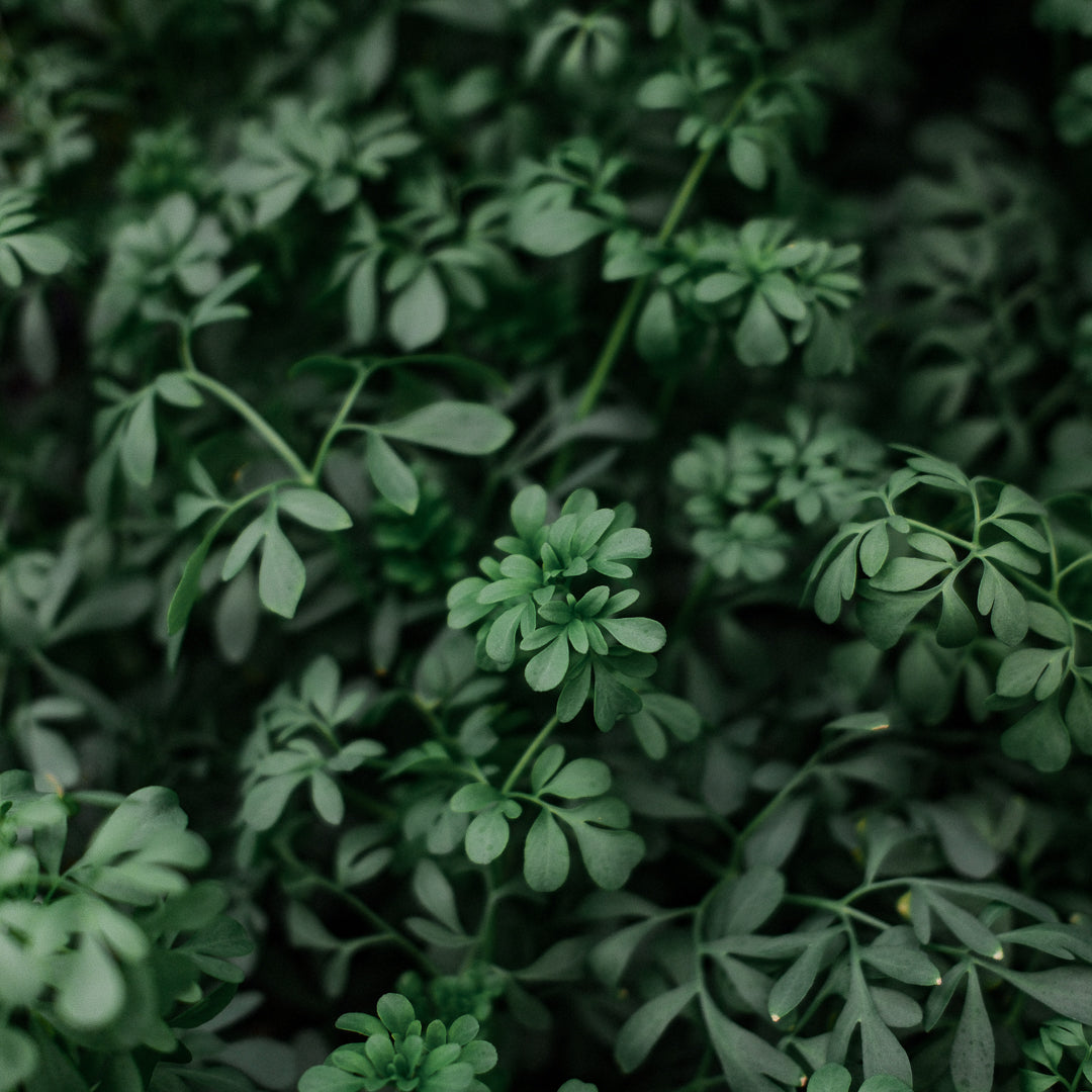 Common Rue (4.5")