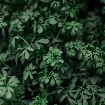 Common Rue (4.5")