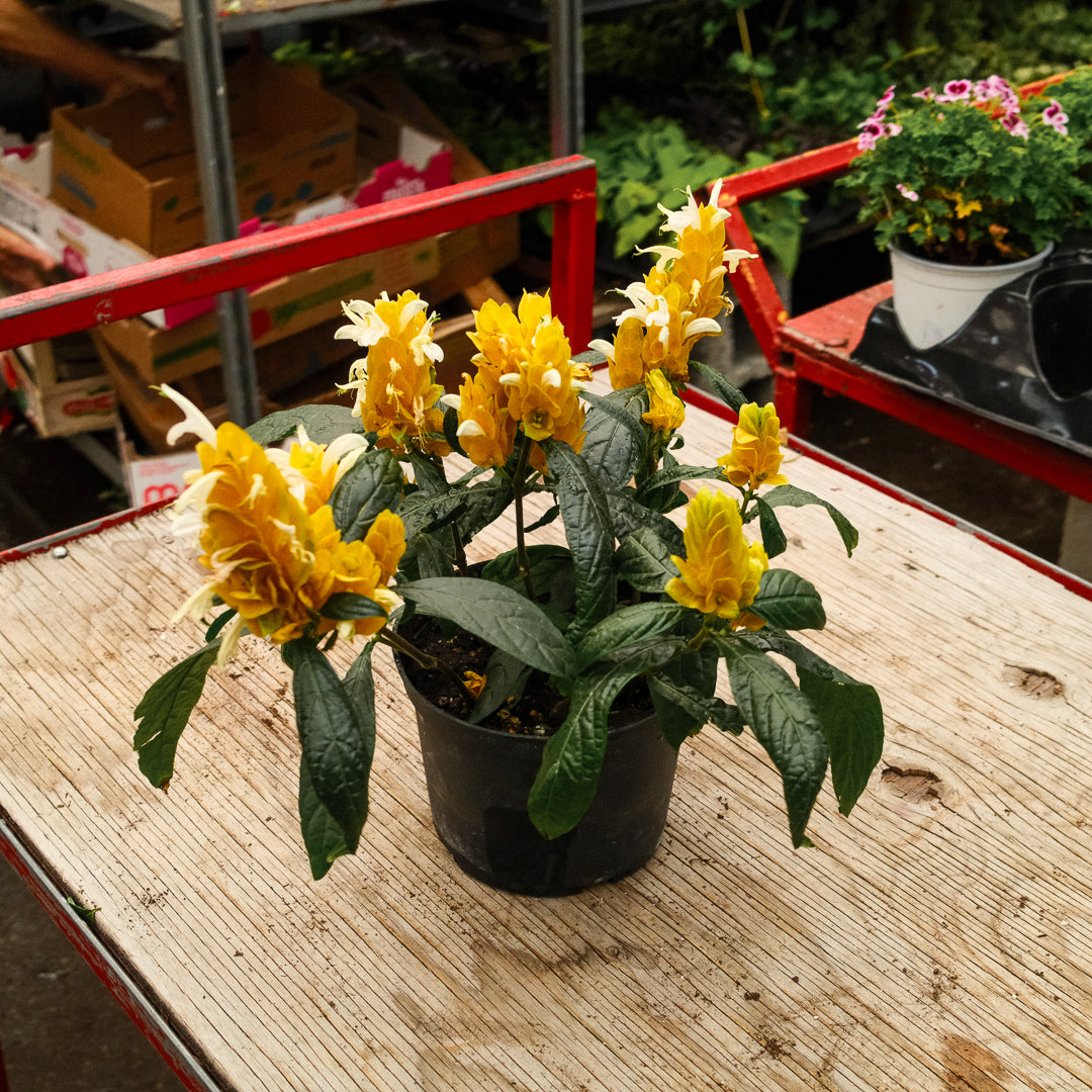 Plant de crevette (6")