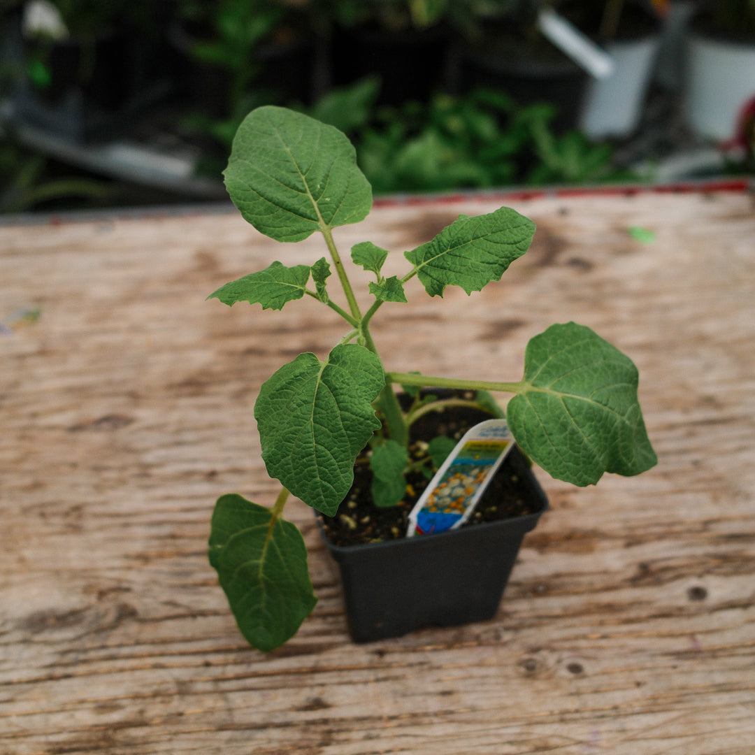 Ground cherry (4.5")