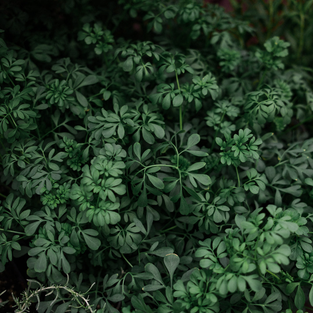 Common Rue (4.5")