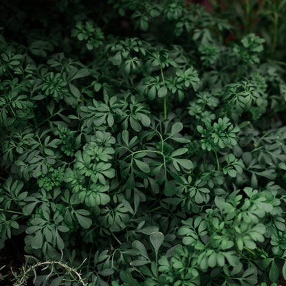 Common Rue (4.5")