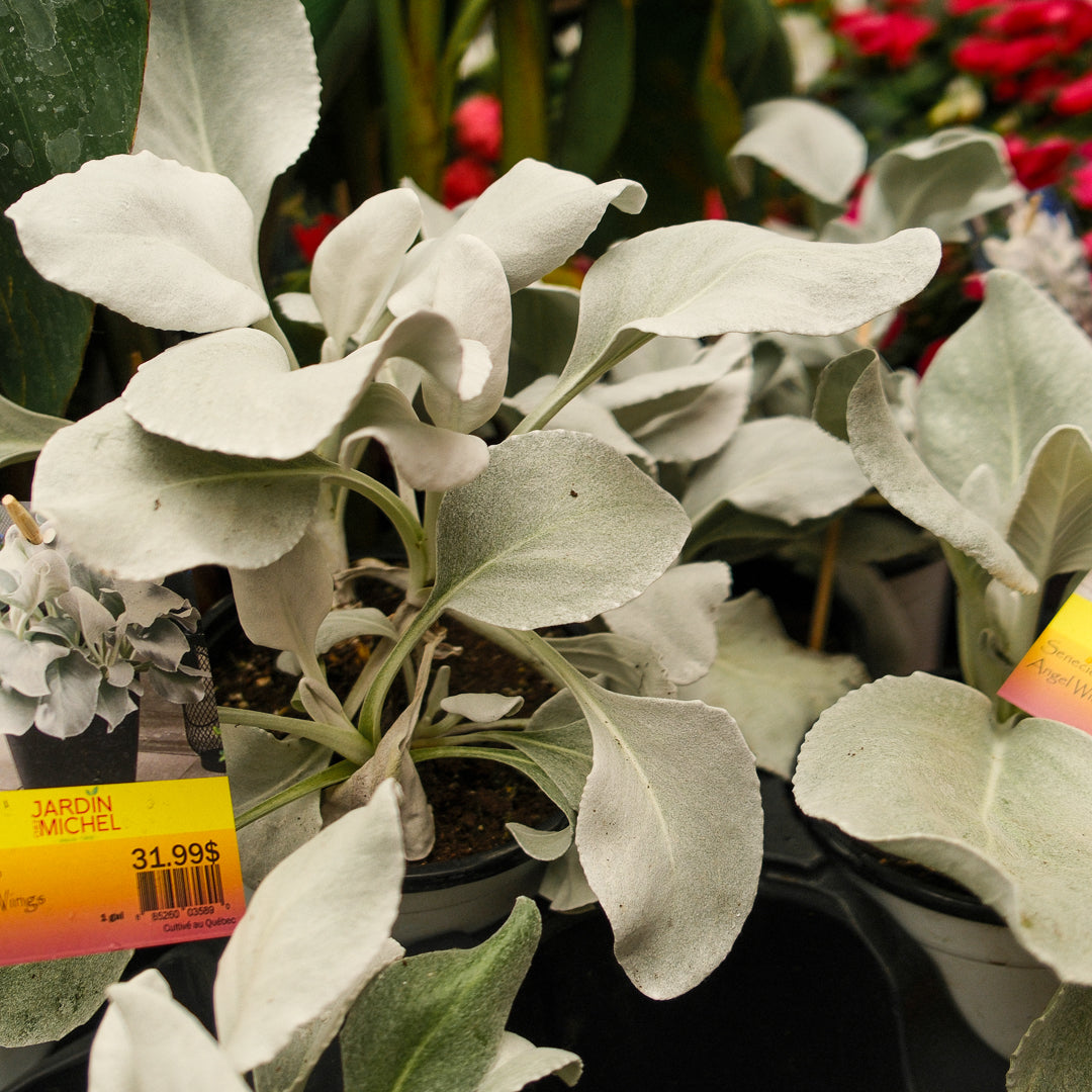 Senecio "Ailes d'anges" (6")