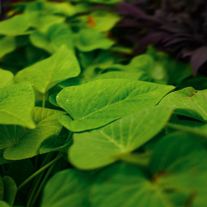 Ipomea Patio Lime (4,5")