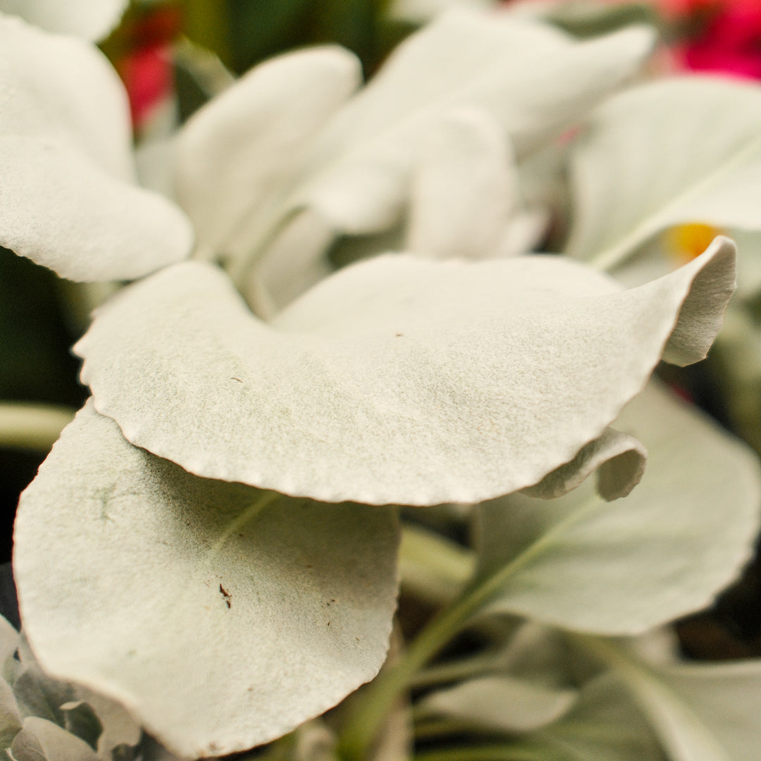 Senecio "Ailes d'anges" (6")